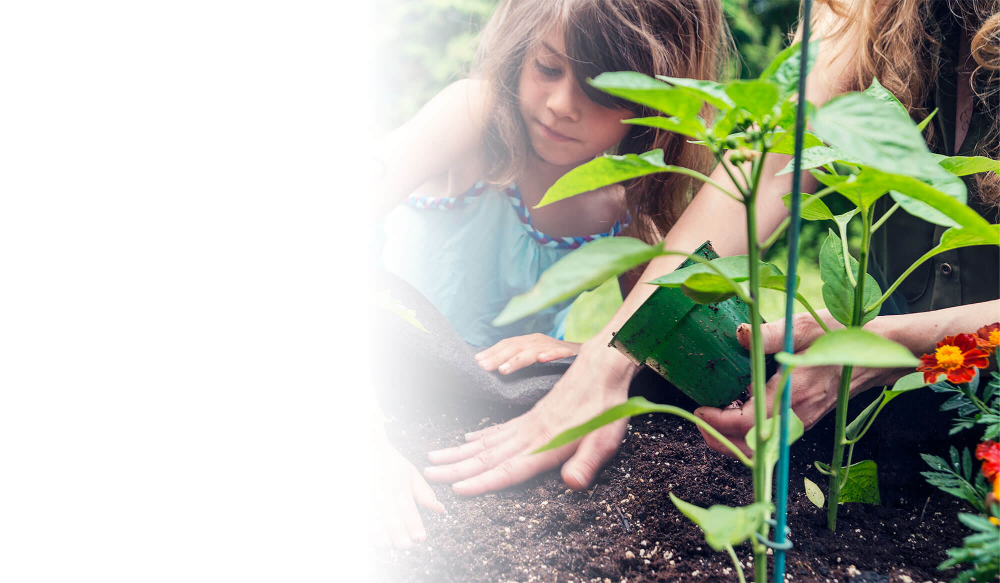 Chartwells Independent 5